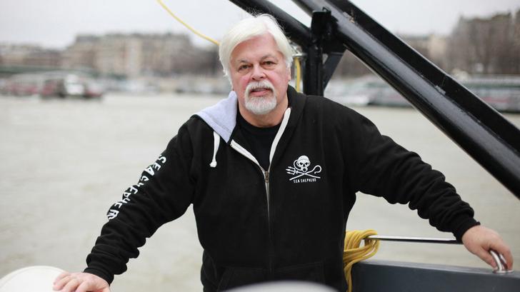 Le militant écologiste Paul Watson, détenu au Groenland pendant cinq mois pour son combat contre la pêche à la baleine, a vu sa demande d’asile refusée par l’Ofpra, explique-t-il au « Parisien ».