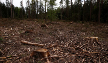 L'UE va reporter d'un an la loi contre la déforestation déclare la commissaire à l'environnement - 23/09/2025 à 14:24