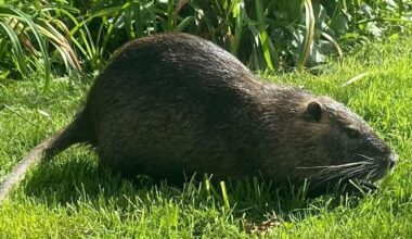 Des câbles de fibre optique détruits par des ragondins, près de 10 000 usagés impactés en Seine-Maritime