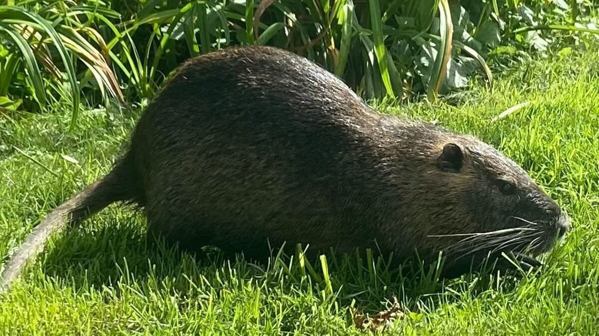 Des câbles de fibre optique détruits par des ragondins, près de 10 000 usagés impactés en Seine-Maritime
