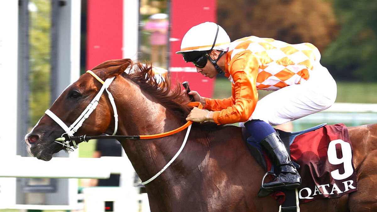 Arrivée du quinté du dimanche 7 septembre à ParisLongchamp : Chaldero honore son statut de favori