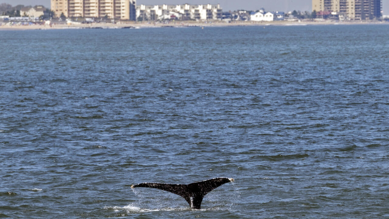 États-Unis: les baleines de retour dans la baie de New York