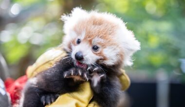 La famille panda roux s’agrandit ! / Actualités