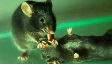 souris premiers secours