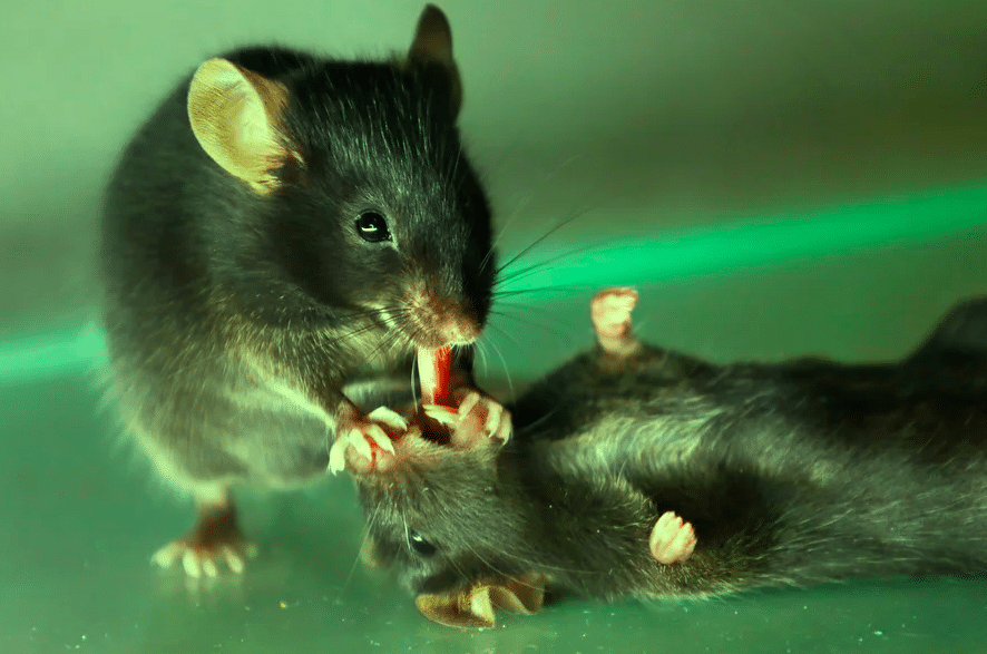 souris premiers secours