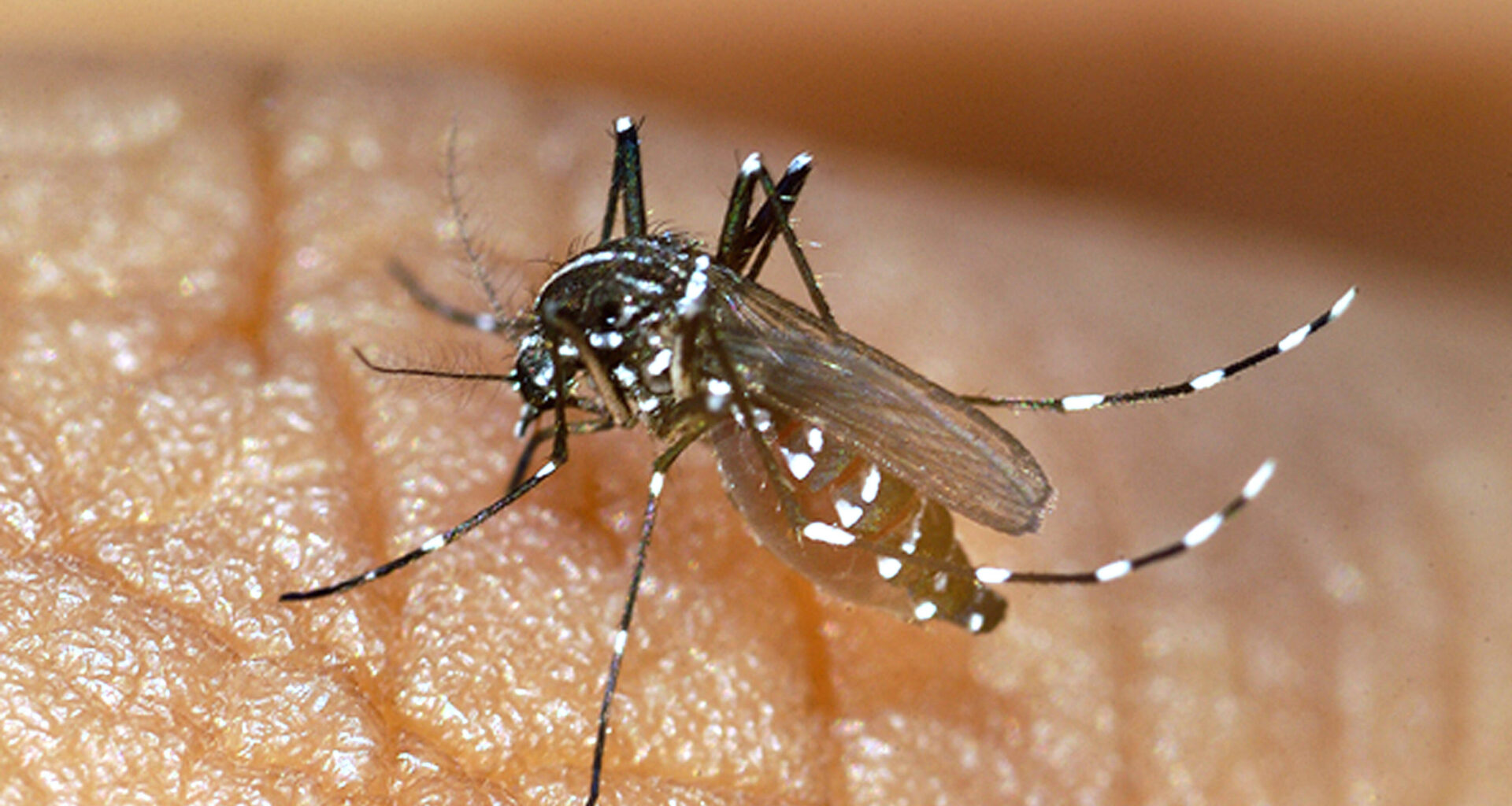 Une trentaine de cas de chikungunya détectés à Antibes