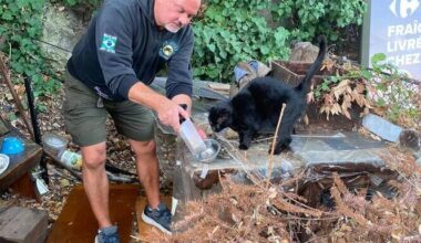 "On est en droit d’attendre que le service municipal du bien-être animal soigne les chats blessés ou à l’agonie": à Nice, il aide les chats errants, mais se sent abandonné