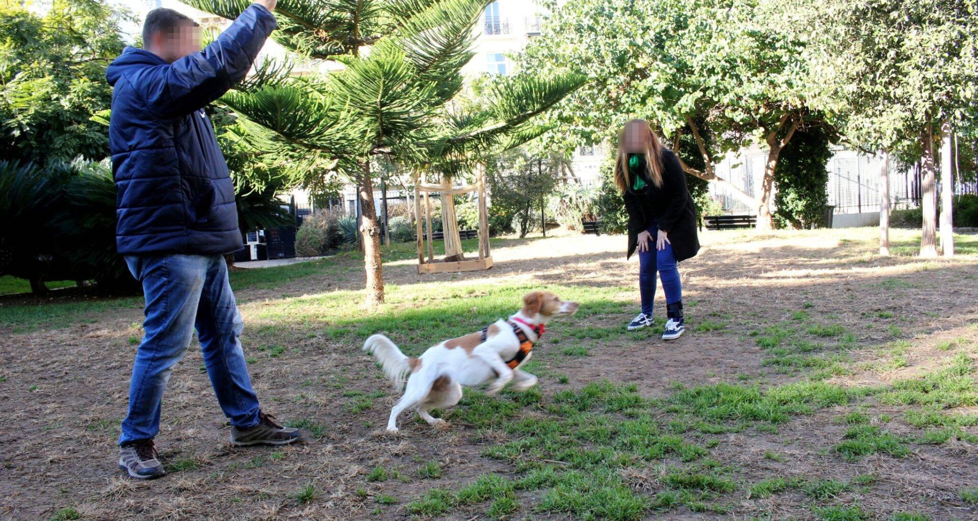 "Dans le centre-ville, il n’y a rien": les chiens ont-ils suffisamment d'aires d'ébats pour se dégourdir les pattes à Nice?