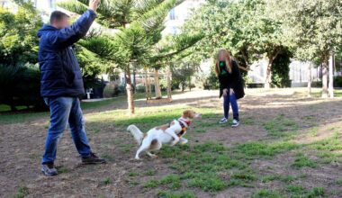 "Dans le centre-ville, il n’y a rien": les chiens ont-ils suffisamment d'aires d'ébats pour se dégourdir les pattes à Nice?