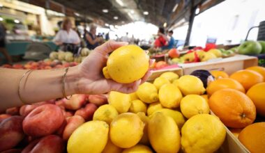 D'où viennent réellement les citrons du pays niçois? Des soupçons de fraudes planent sur la plaine du Var