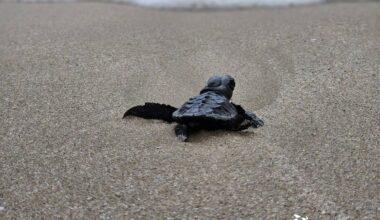 Deux bébés tortues ensevelis sous des déchets sauvés par des baigneurs à Sanary