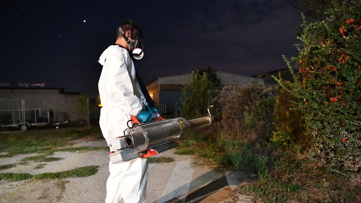 Bienvenue à « chikungunya land » : Antibes, ville la plus touchée de France, lutte à tout-va contre le moustique-tigre