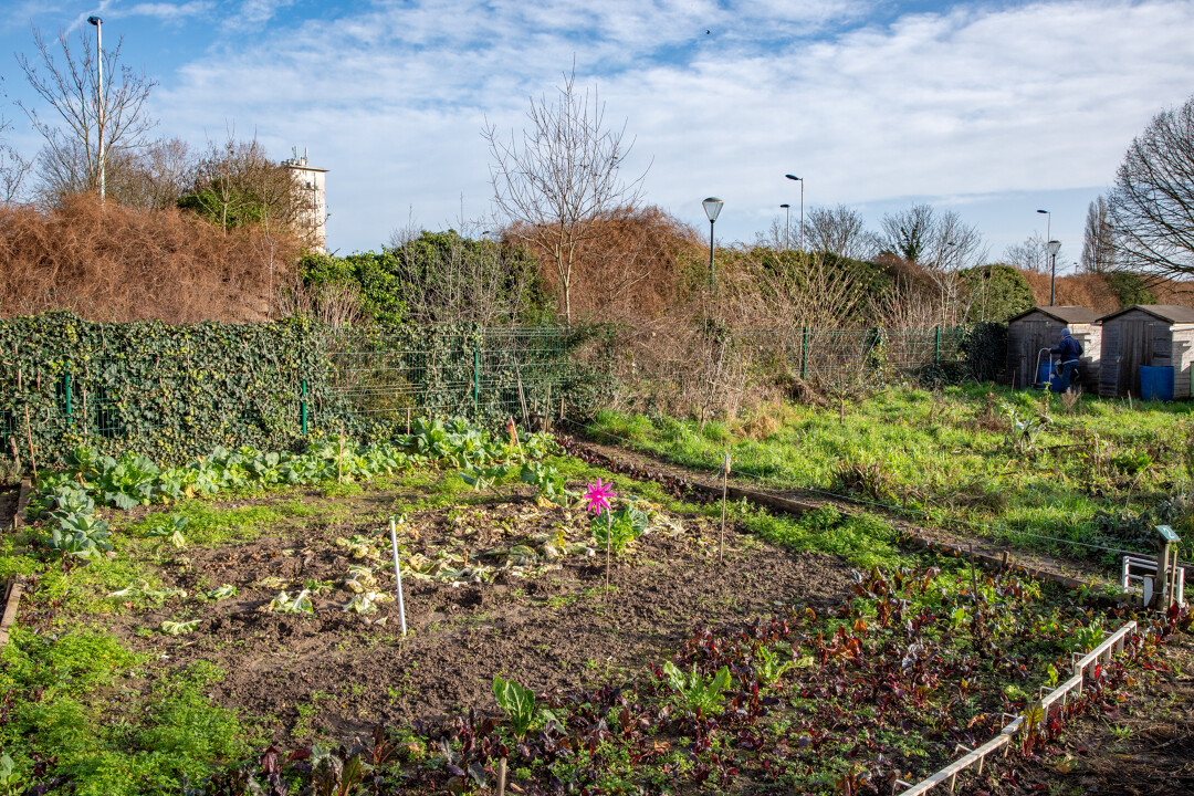 Jardins familiaux : 130 ans / Actualités