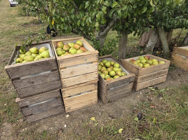 Ussy-sur-Marne, jeudi 11 septembre. Les sols d'Ile-de-France produisent des produits de qualité, comme les poires de Moliens, réputées pour leur saveur juteuse. 
