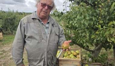 «Si on ne fait rien, il n’y aura plus de vergers»: la pomme d’Île-de-France, espèce en voie de disparition