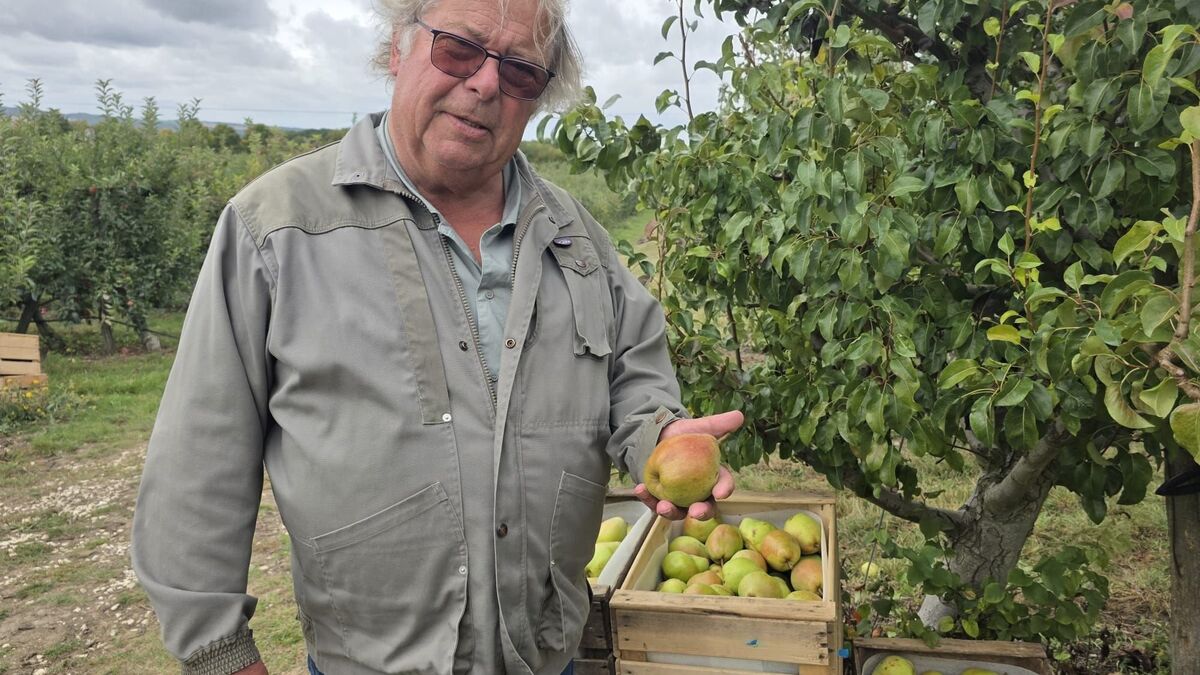 «Si on ne fait rien, il n’y aura plus de vergers»: la pomme d’Île-de-France, espèce en voie de disparition