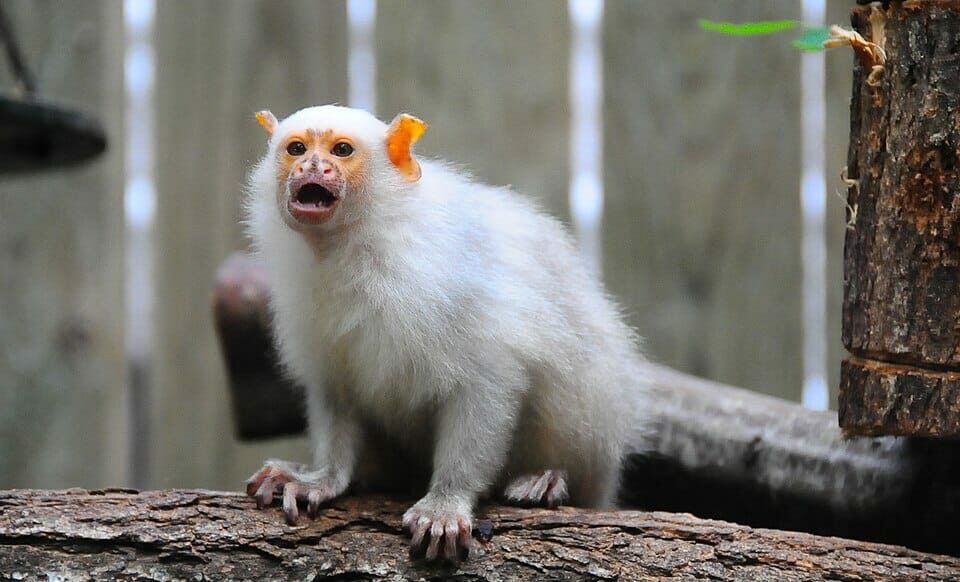 Strasbourg : 12 ouistitis disparaissent lors d’un cambriolage au centre de primatologie