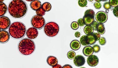 Les microalgues pour contrer Alzheimer, le pari d’une start-up nantaise