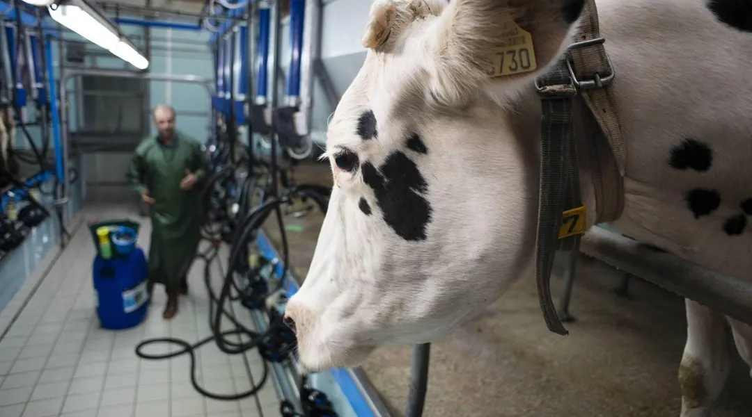 Tensions commerciales, maladies... Dans la filière laitière, une dynamique positive mais fragile