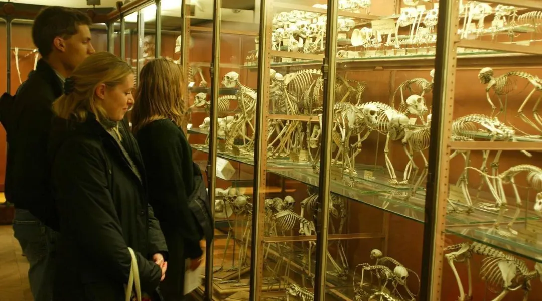 Le muséum de Nantes fêtera ses 150 ans les 20 et 21 septembre