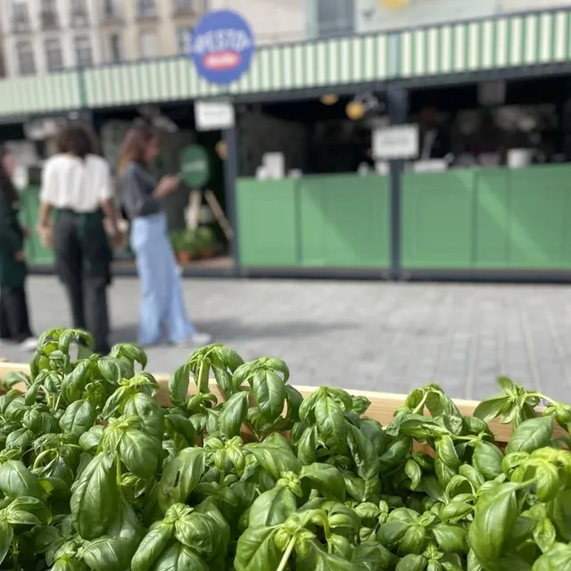 Le basilic, de la plante à l'assiette ! Ouest-France photo le basilic, de la plante à l'assiette ! © ouest-france