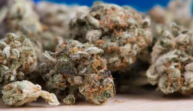 À Marseille, la drogue a fait de cette université une « zone de non-droit »