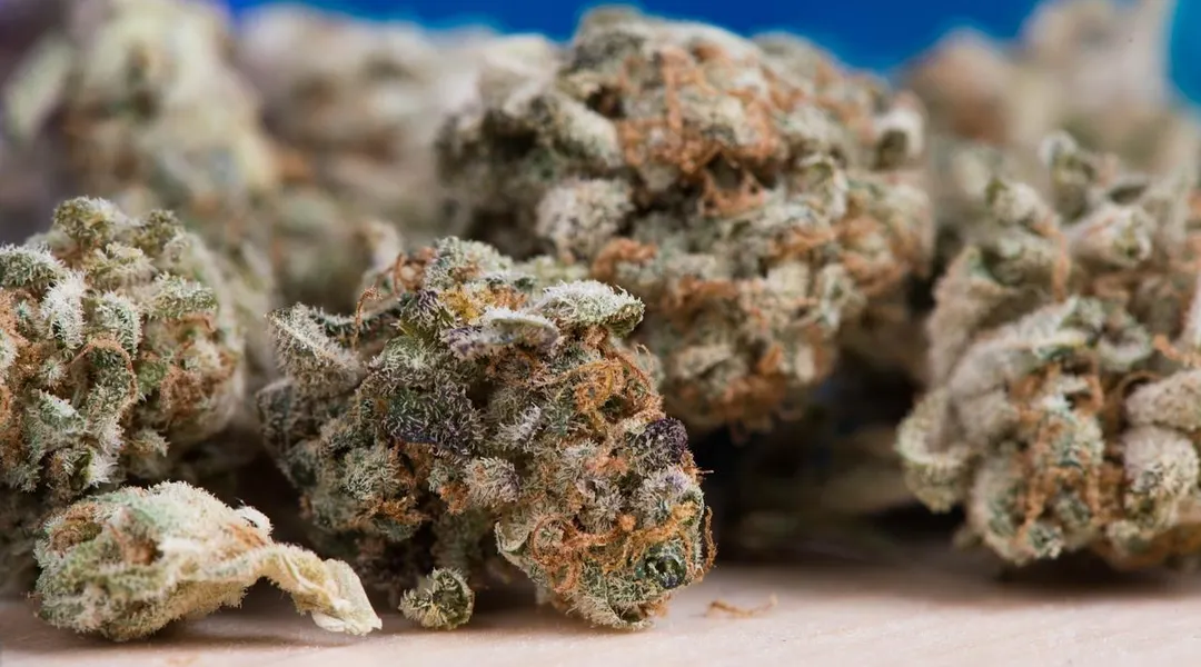 À Marseille, la drogue a fait de cette université une « zone de non-droit »