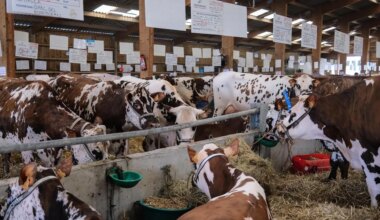 Le bœuf normand annonce la création d’une marque collective pour être mis en valeur dans les