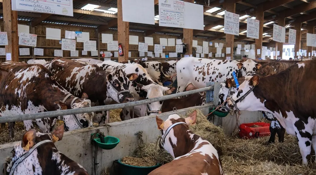 Le bœuf normand annonce la création d’une marque collective pour être mis en valeur dans les