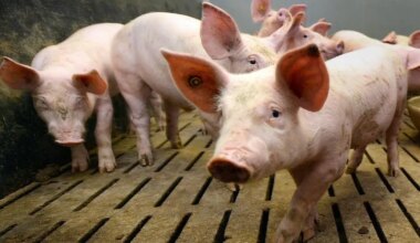 Au Space, les menaces de la Chine planent sur l’avenir de la filière porcine