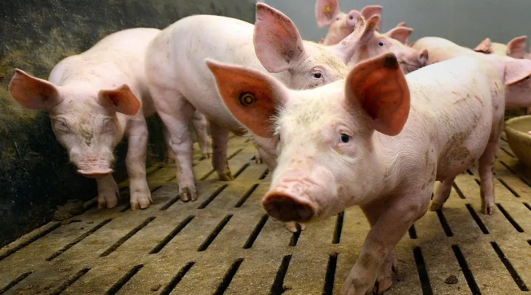 Au Space, les menaces de la Chine planent sur l’avenir de la filière porcine