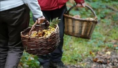 Les dix commandements pour dénicher les meilleurs coins à champignons