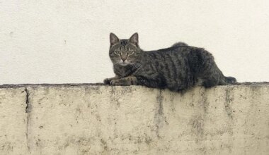 11 millions de chats errants en France : comment enrayer cette prolifération féline ?