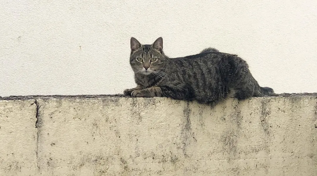 11 millions de chats errants en France : comment enrayer cette prolifération féline ?