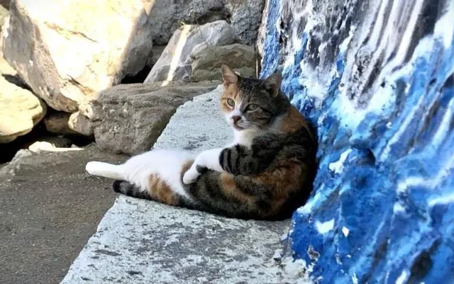 photo un chat errant est un chat sans propriétaire qui se trouve sur la voie publique.  ©  photo presse océan - jph