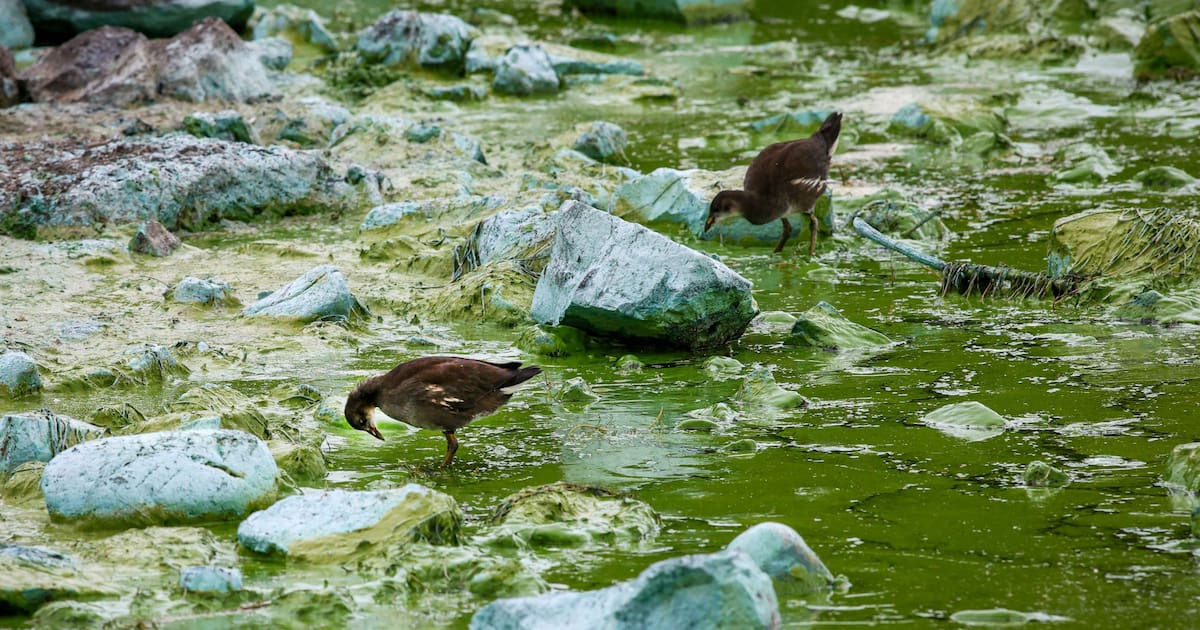 l’alerte de l’Agence européenne de l’environnement – Libération