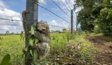 « Wildlife Photographer of the Year » : le cliché de paresseux de ce photographe de Chartres est l’une des images de 2025