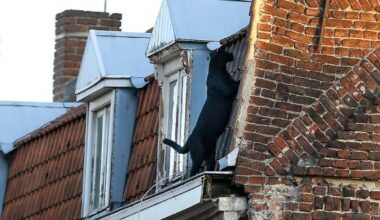 deux anciens propriétaires du fauve jugés à Lille – Libération
