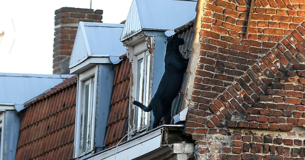 deux anciens propriétaires du fauve jugés à Lille – Libération