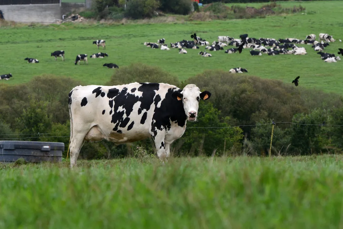 Vaches laitières