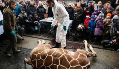dans les zoos, le tabou des mises à mort d’animaux en bonne santé – Libération