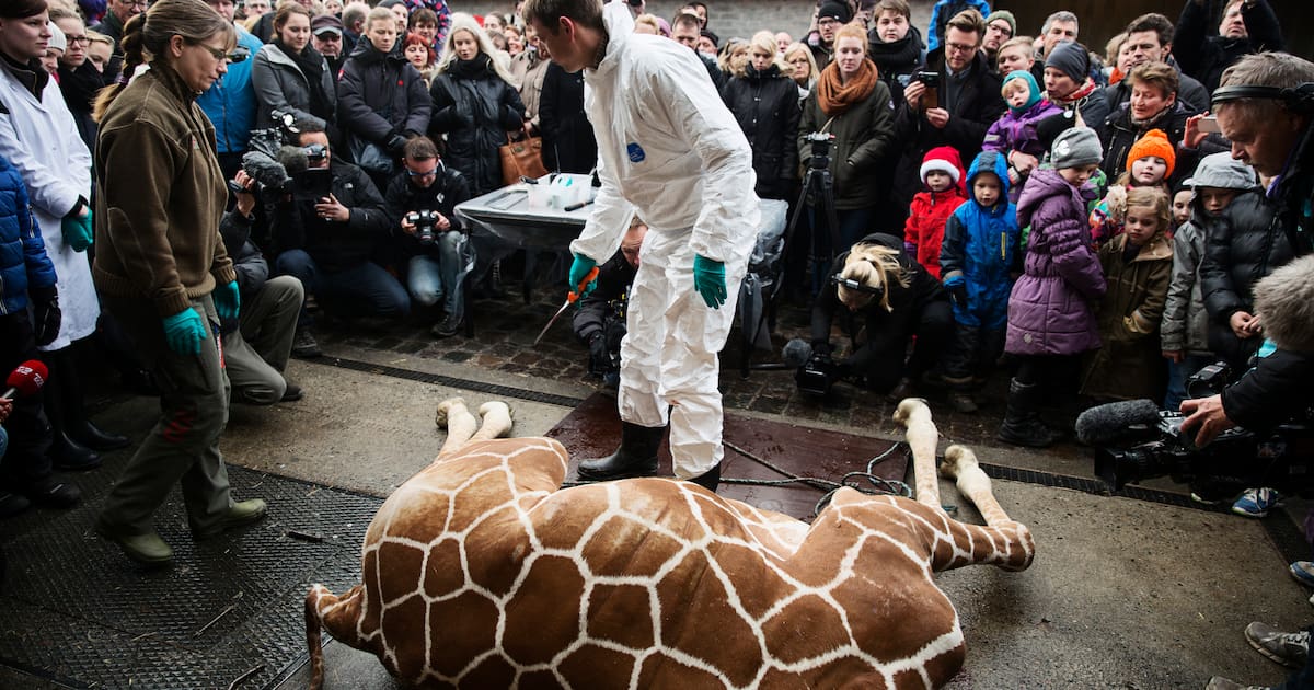 dans les zoos, le tabou des mises à mort d’animaux en bonne santé – Libération