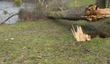 malades ou dangereux, 300 arbres abattus à l'île de loisirs de Cergy-Pontoise