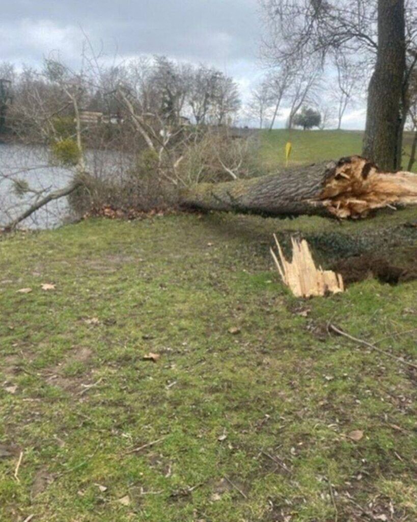 malades ou dangereux, 300 arbres abattus à l'île de loisirs de Cergy-Pontoise