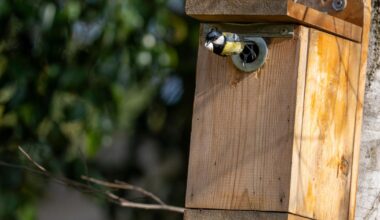 À Bordeaux, la mairie écologiste abandonne l’entretien des abris à oiseaux dans les parcs publics