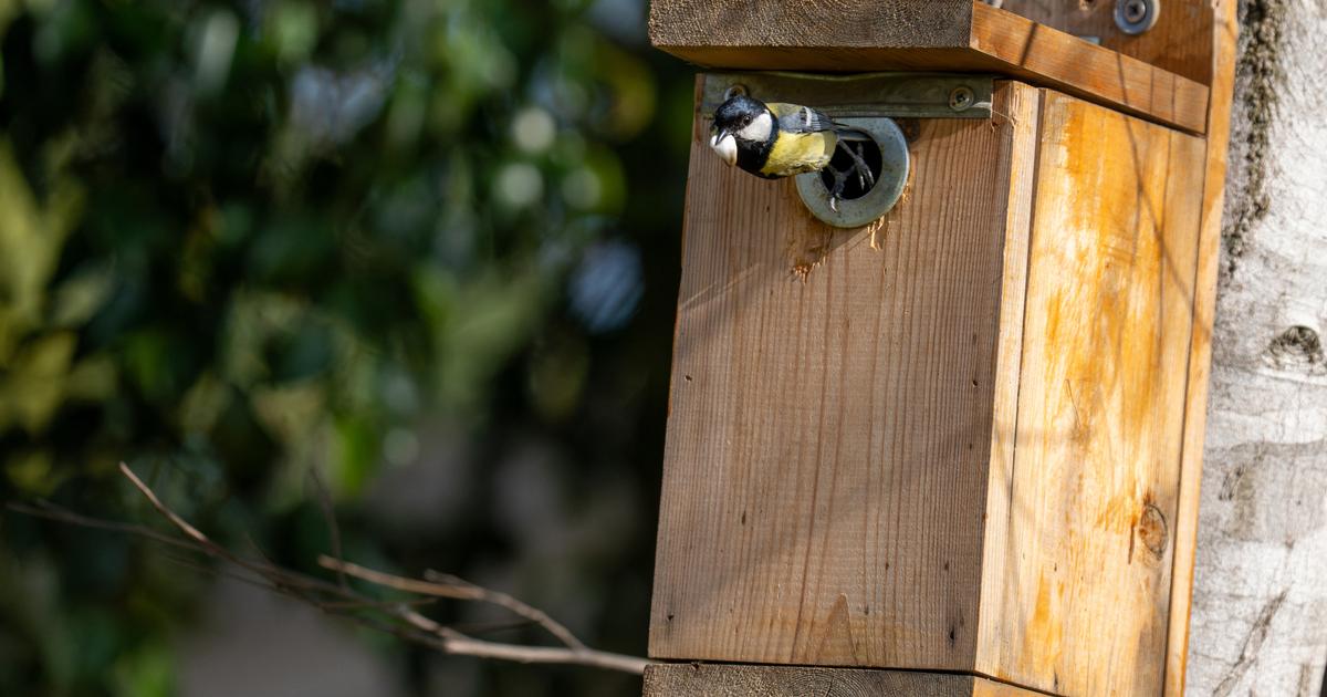 À Bordeaux, la mairie écologiste abandonne l’entretien des abris à oiseaux dans les parcs publics