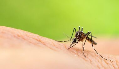 un foyer de chikungunya détecté dans les Alpes-Maritimes, 38 cas rien qu’à Antibes