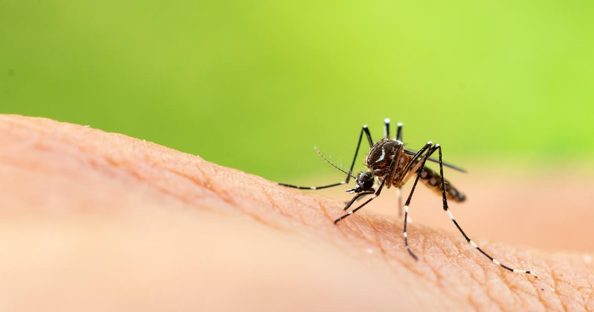 un foyer de chikungunya détecté dans les Alpes-Maritimes, 38 cas rien qu’à Antibes