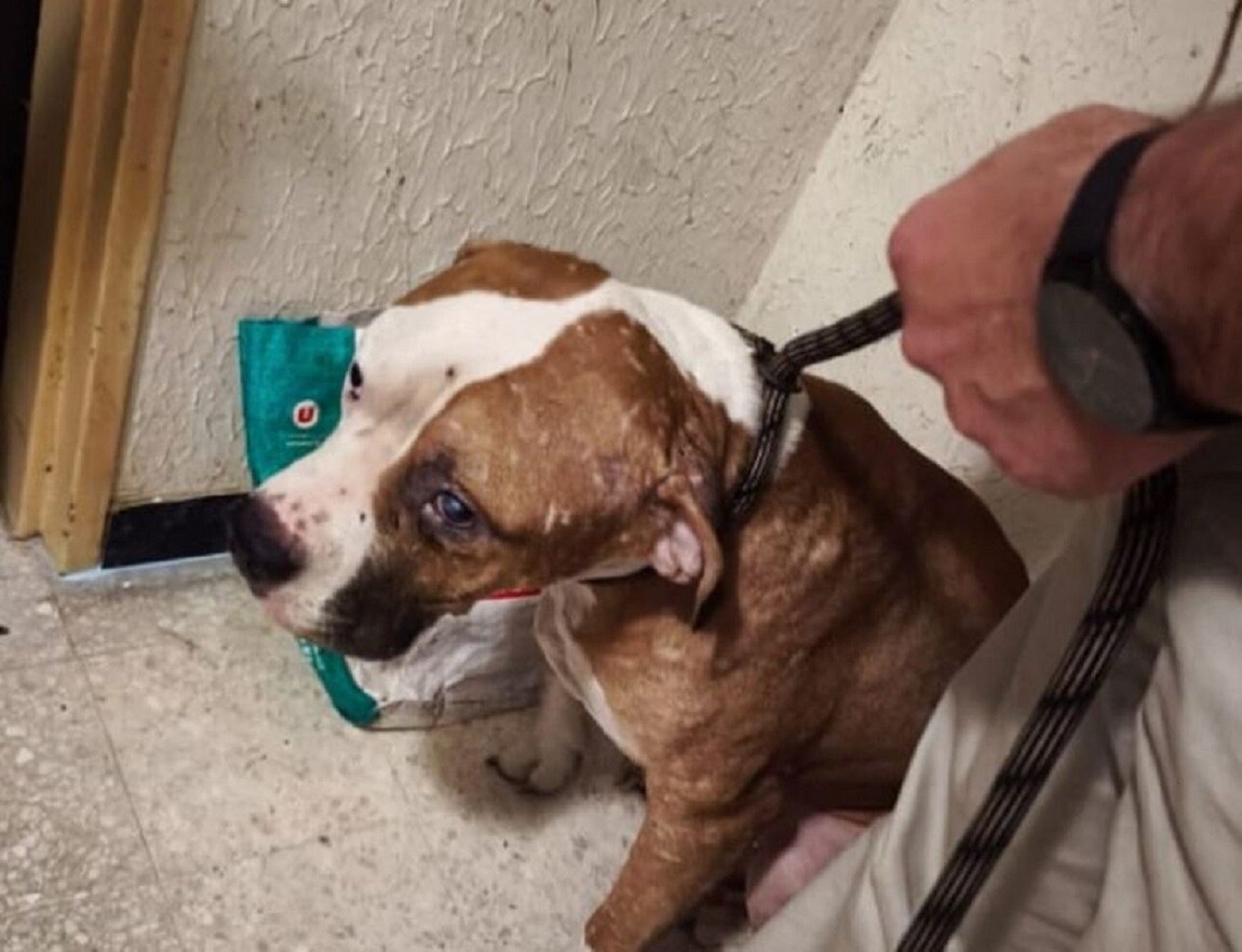 "Prisonniers" dans un logement à Montreuil, douze chiens vivaient "sur un tapis de déchets et d'excréments"