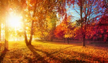 Météo en Seine-Maritime. Quel temps fera-t-il en cette première semaine d'automne ?